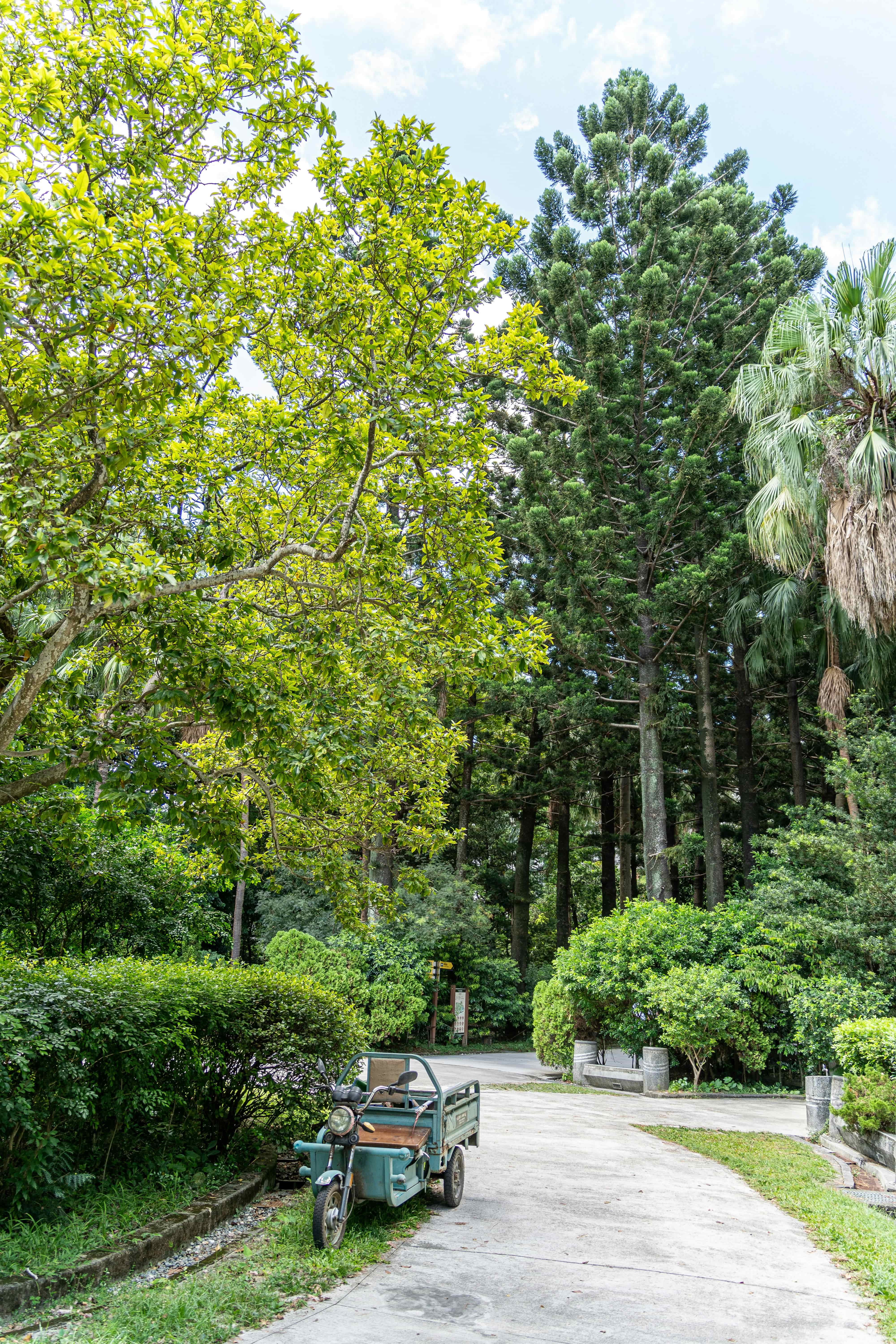 a photo of various tall trees with a pavement leading to the road. A small wagon is leaning against bushes along the path