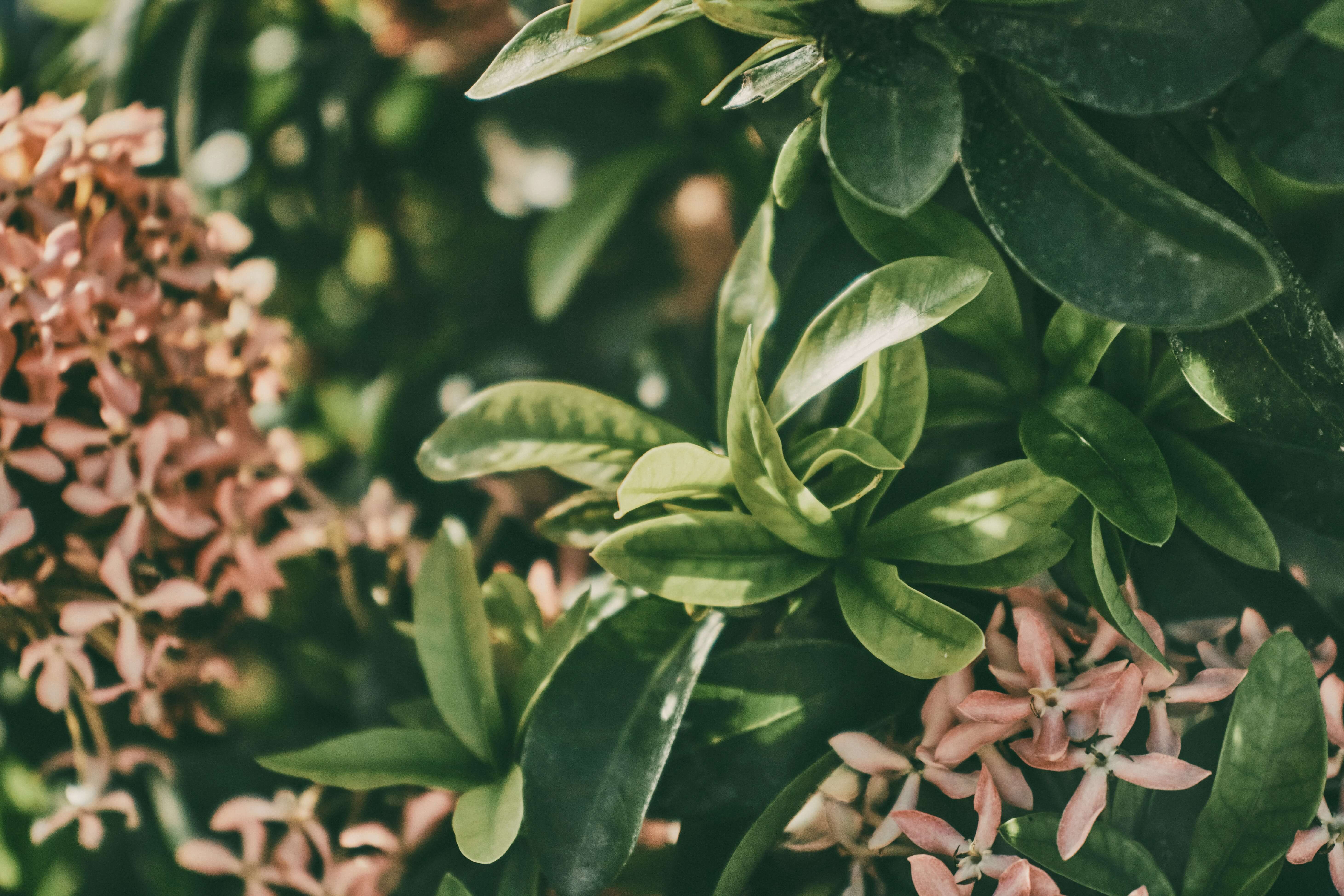 a photo of various rounded green leaves with small pink flowers