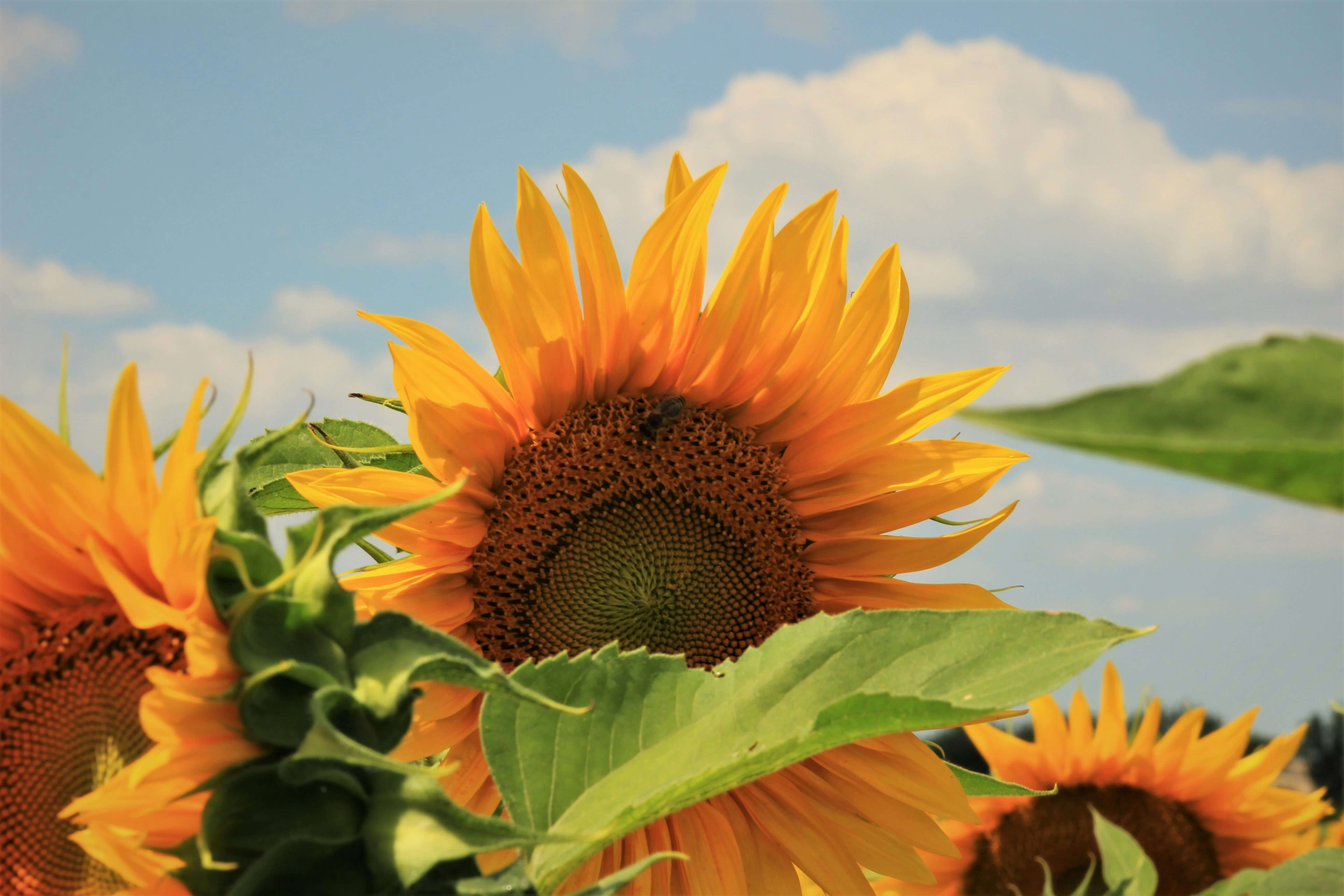 a photo of sunflowers close to the camera with a pale blue sky behind them