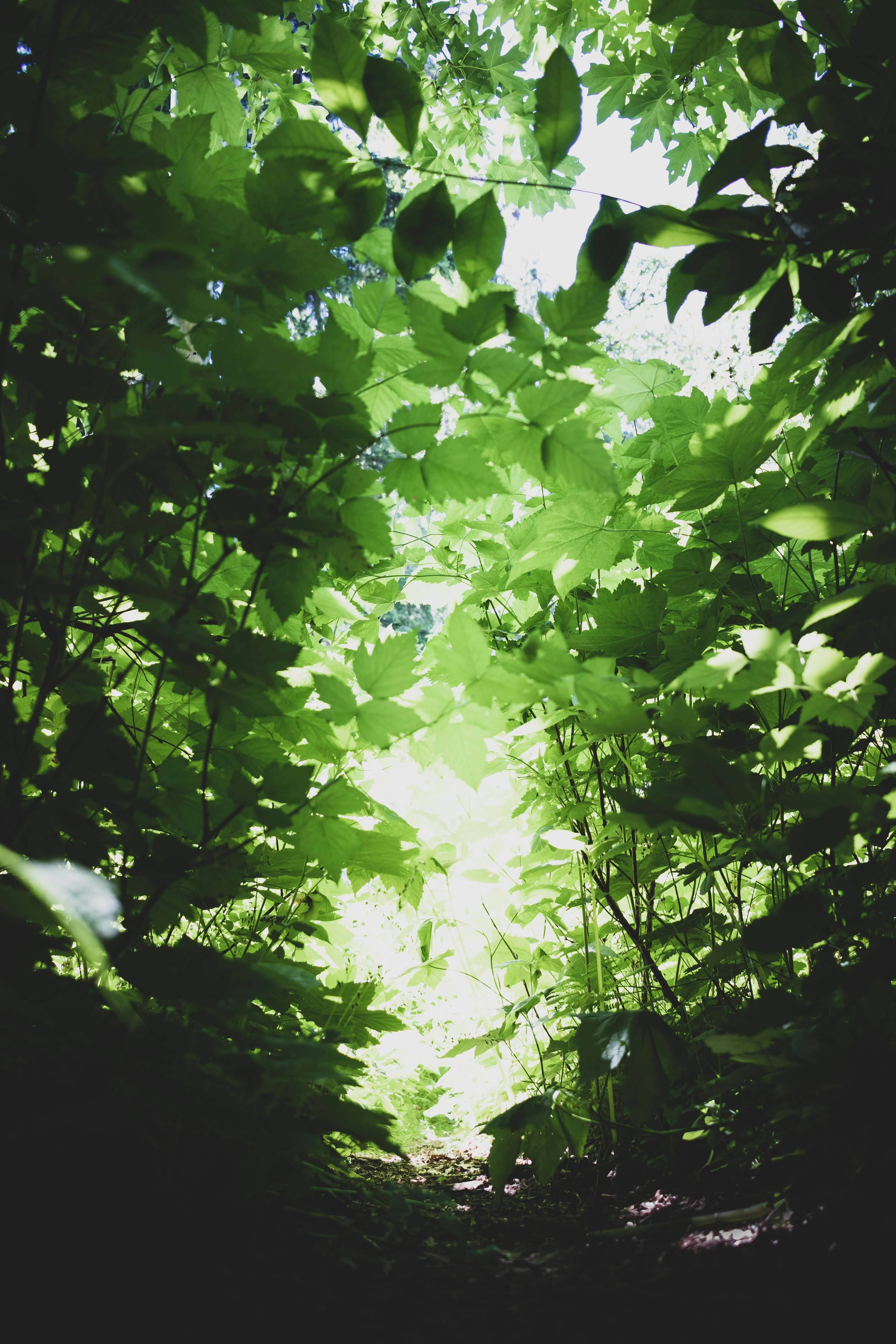a photo of various diamond shaped leaves with bright white light peaking through