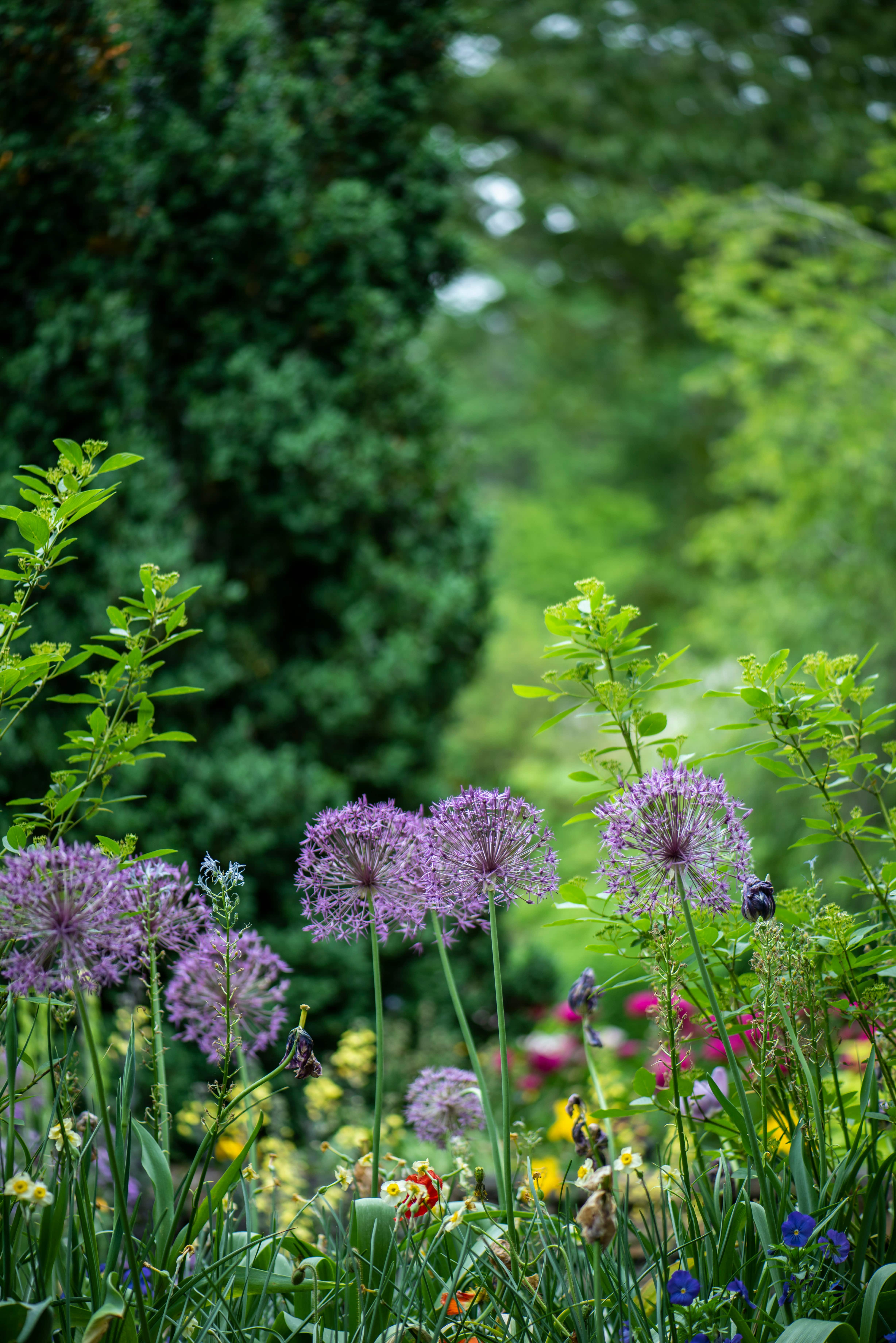 a photo of a forest with various wild flowers in the foreground 