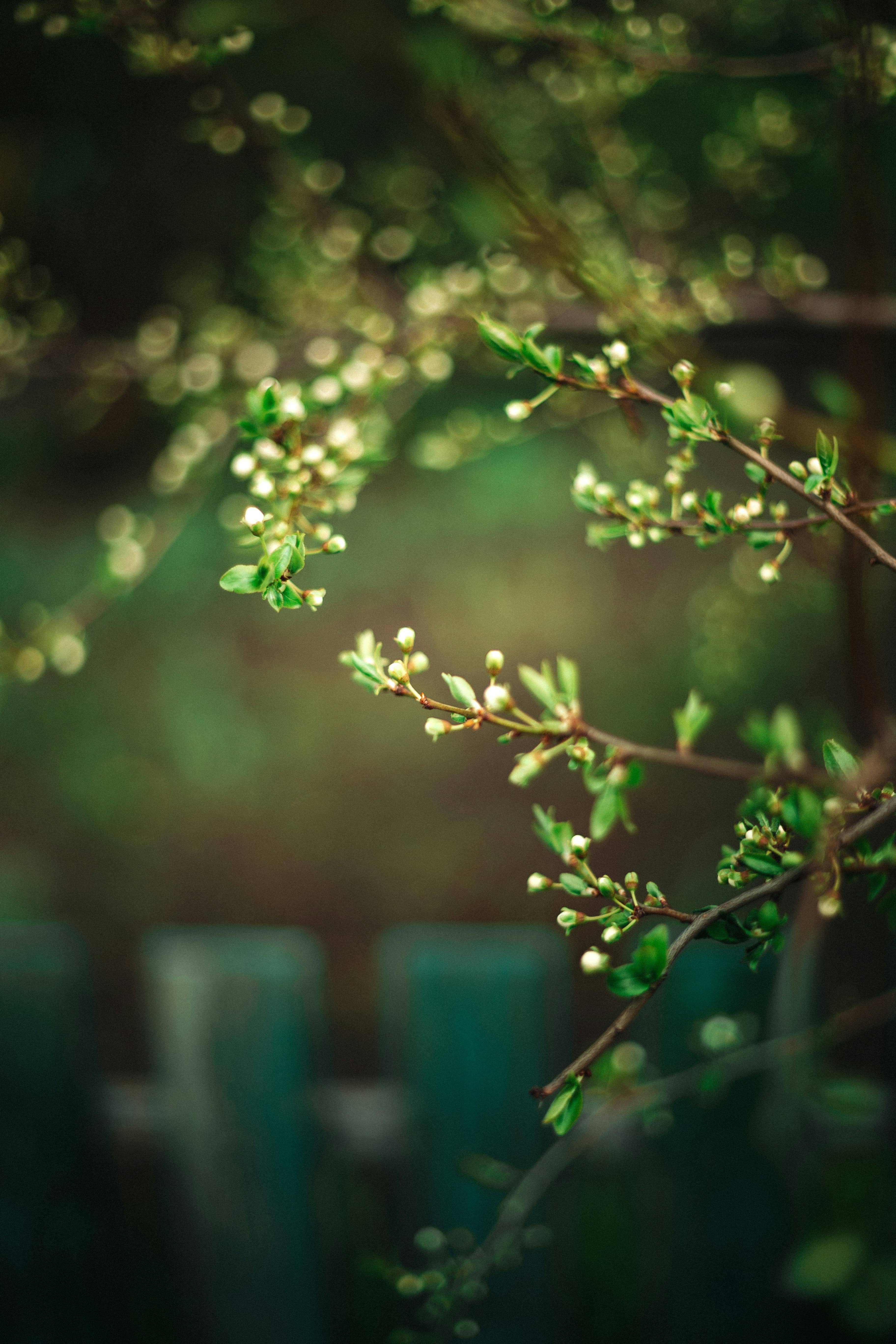 a photo of a branch with a few small green leaves and tiny white flowers with an obscured green background