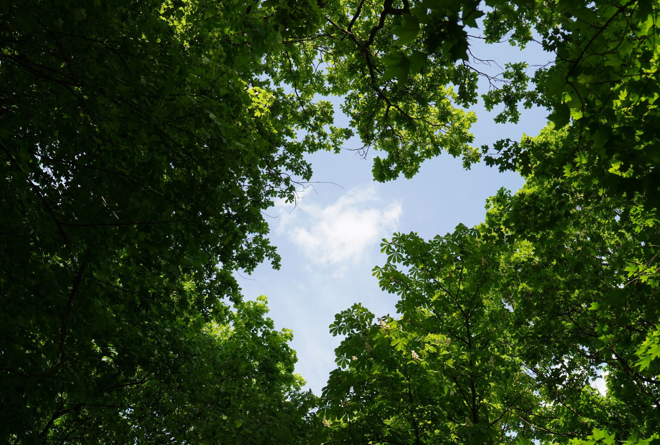 a photo of green leaves from a tree framing a bright blue sky