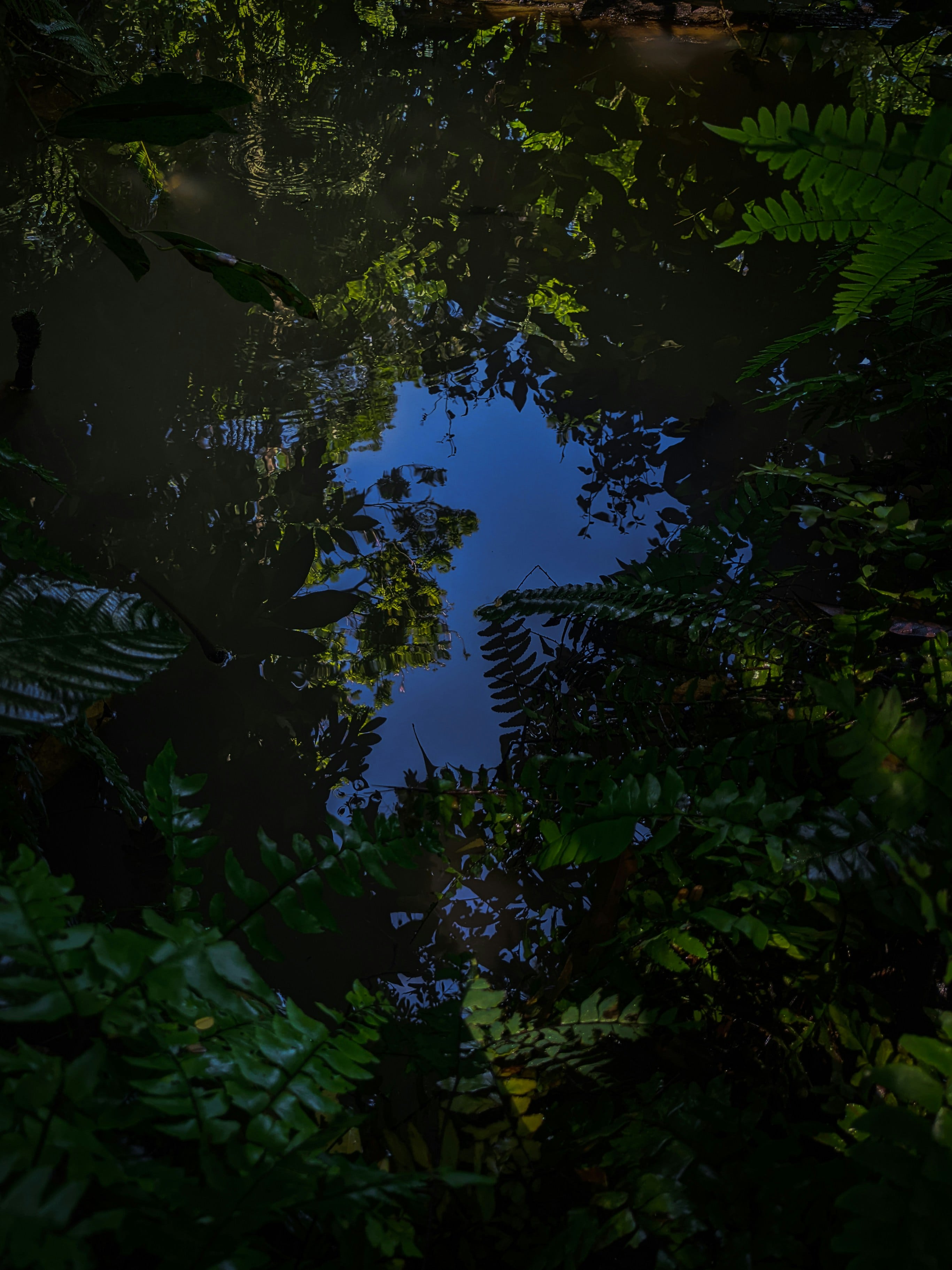 a photo of a dark collection if leaves with a deep blue sky in the center of the leaves