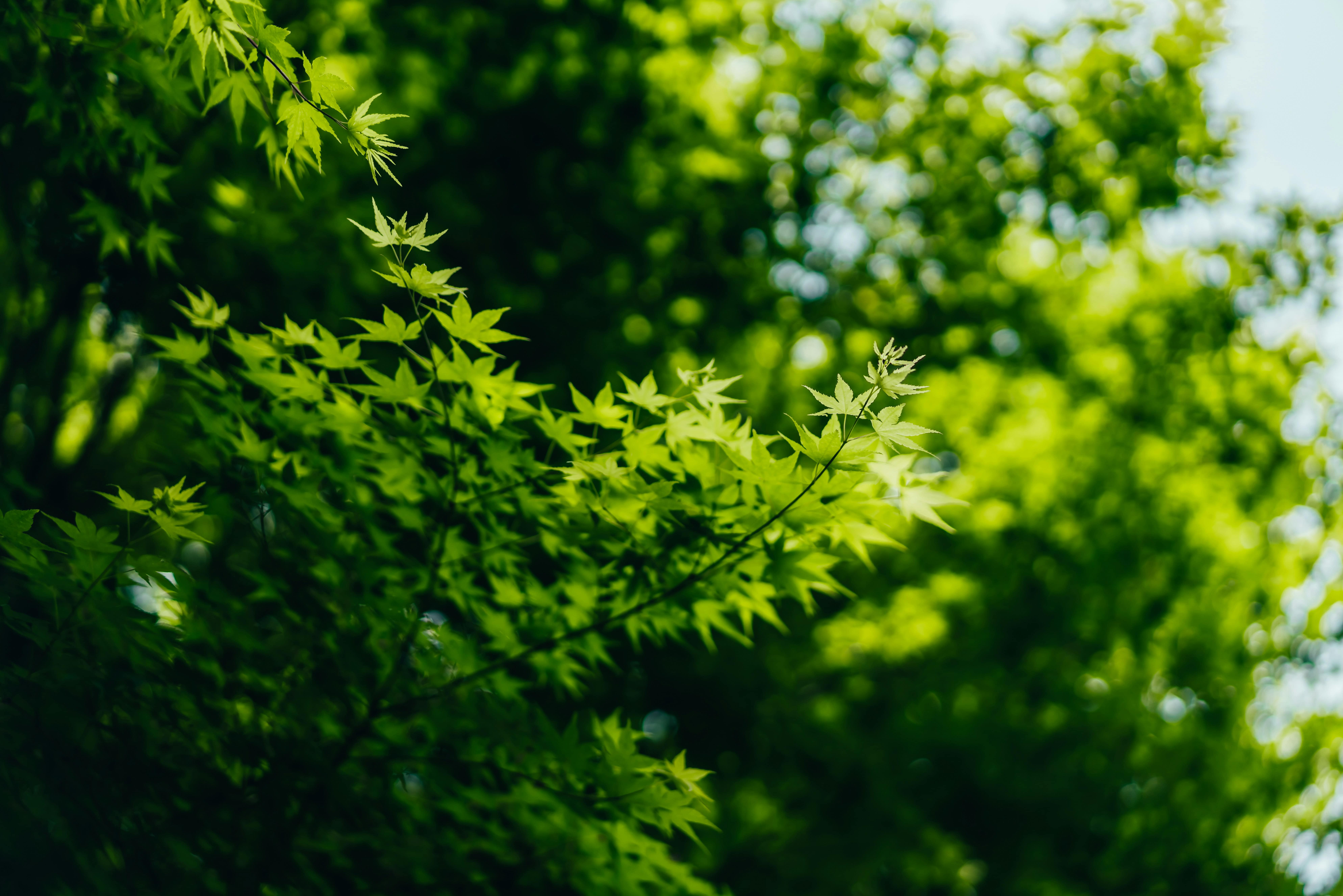 a photo of various small green pointed leaves 