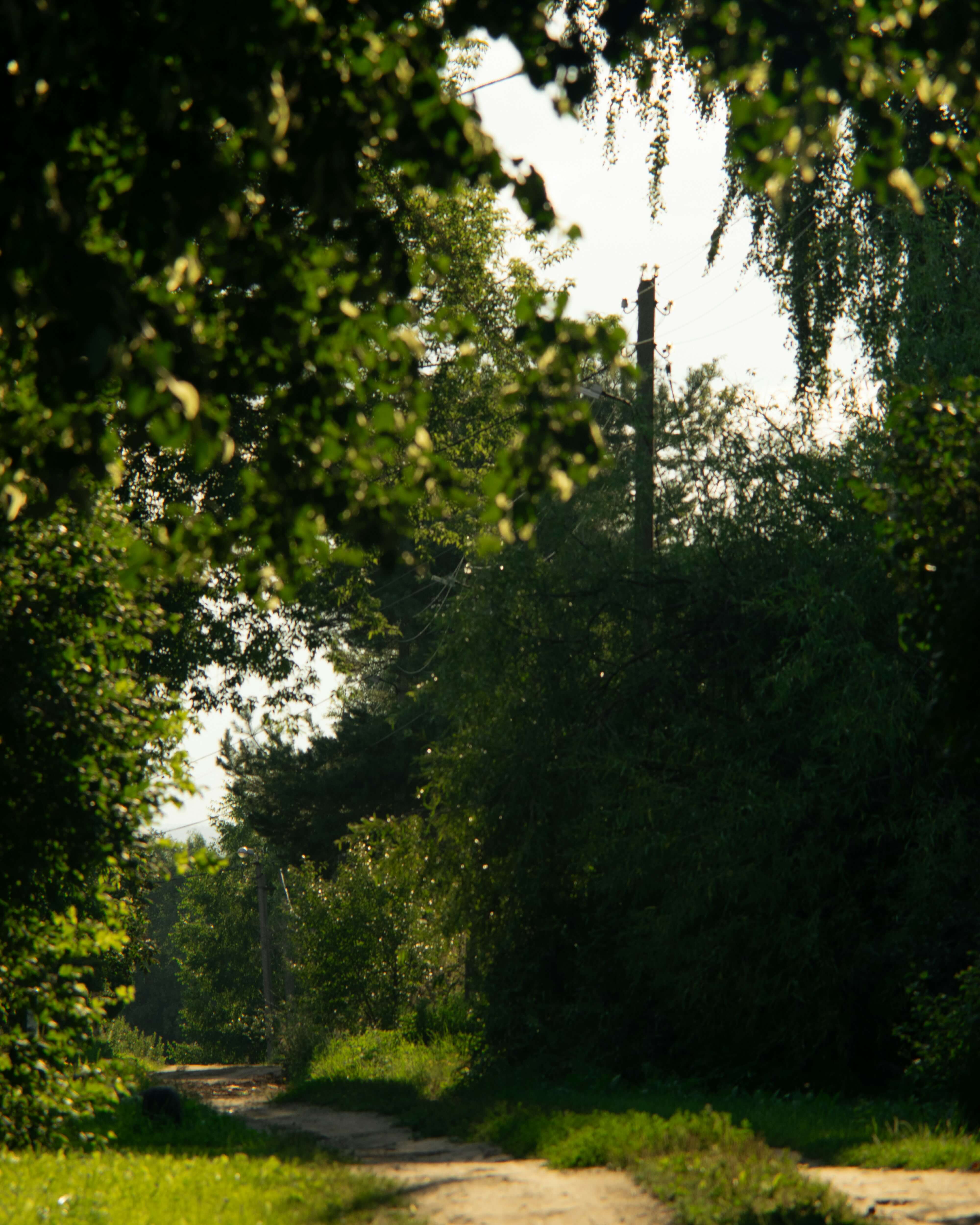 a photo of a dirt road surrounded by various trees