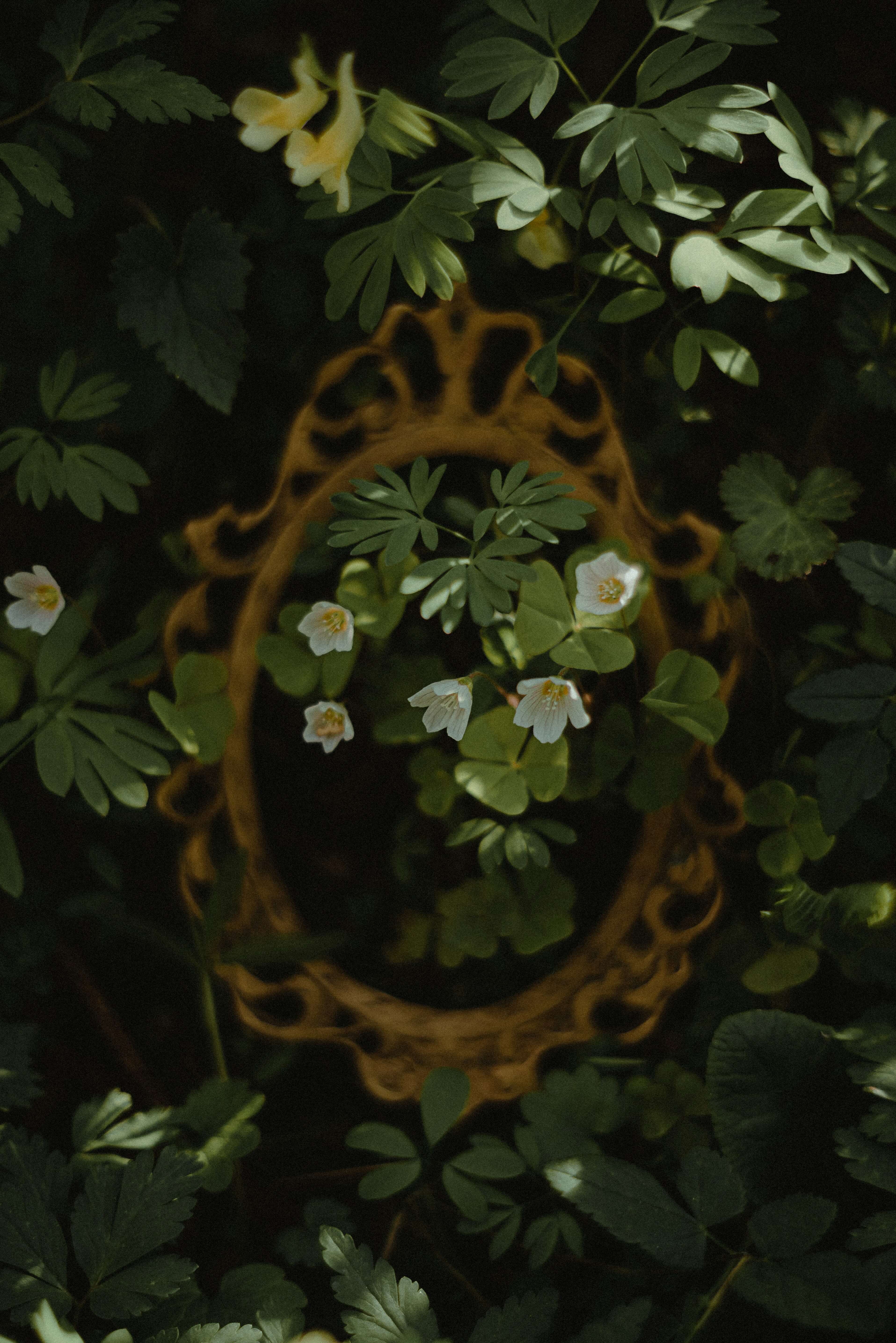 a photo of an ornate golden mirror in between dark green leaves with white flowers