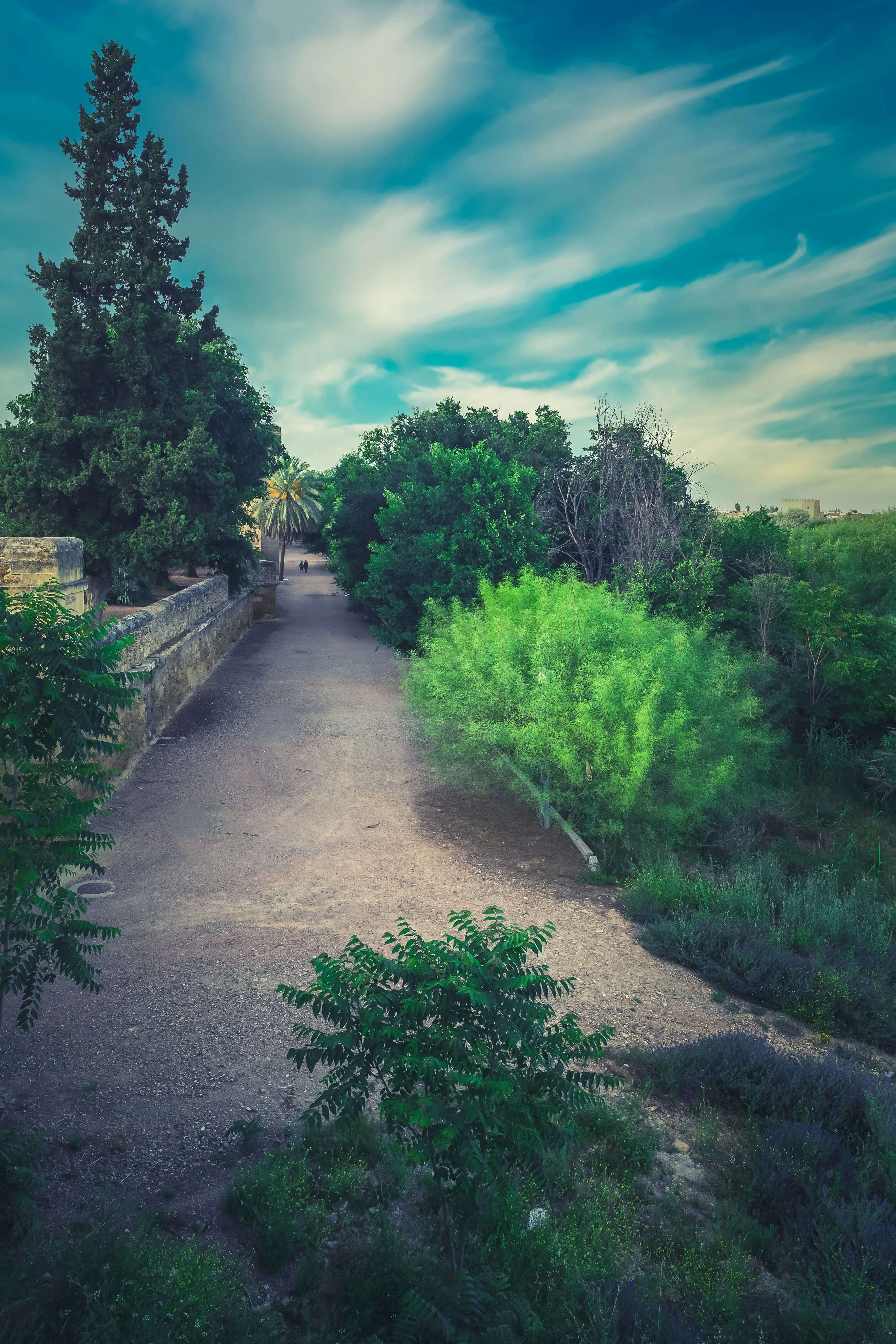 a photo of a grey paved pathway with various bushes and trees lining the path