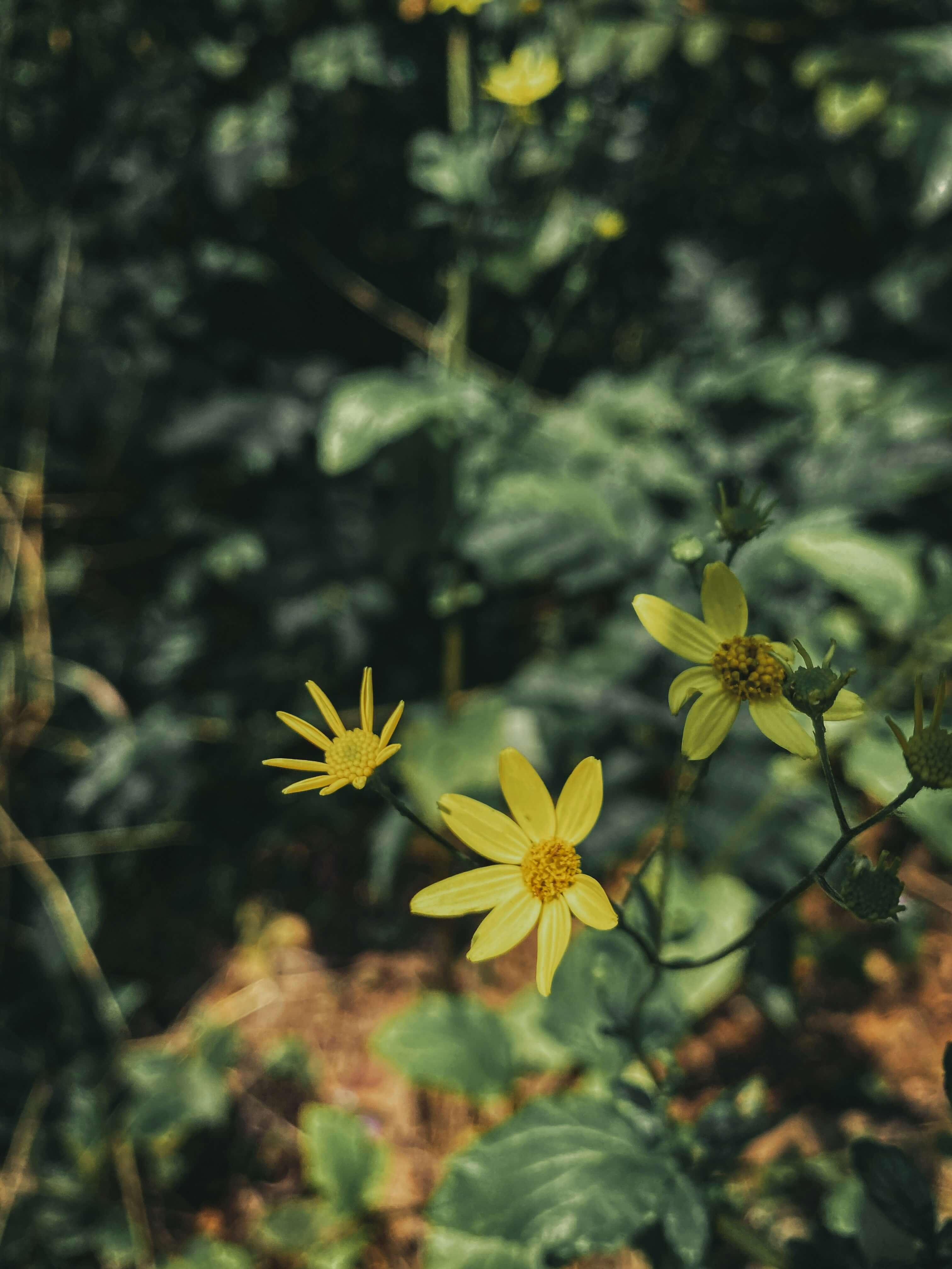 a photo of small yellow flowers on a thin branch with green leaves in the background