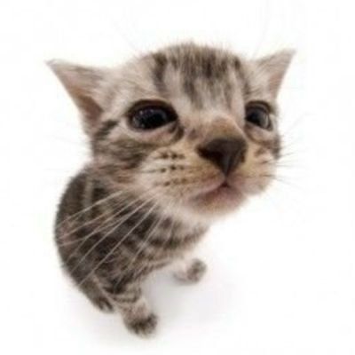 A picture of a grey kitten staring at a camera with a fish eye lense