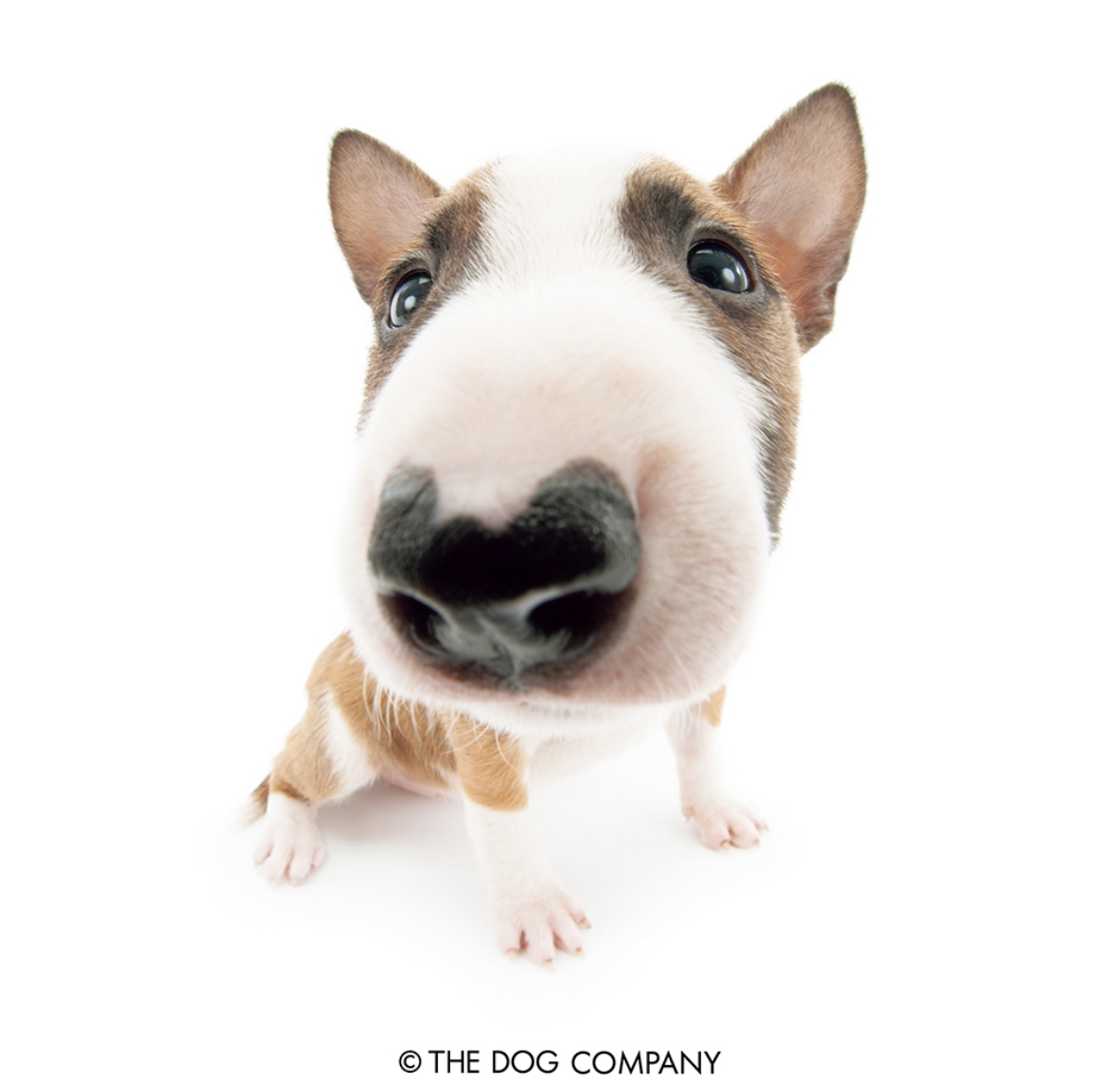 a fisheye photo of brown and white bull terrier