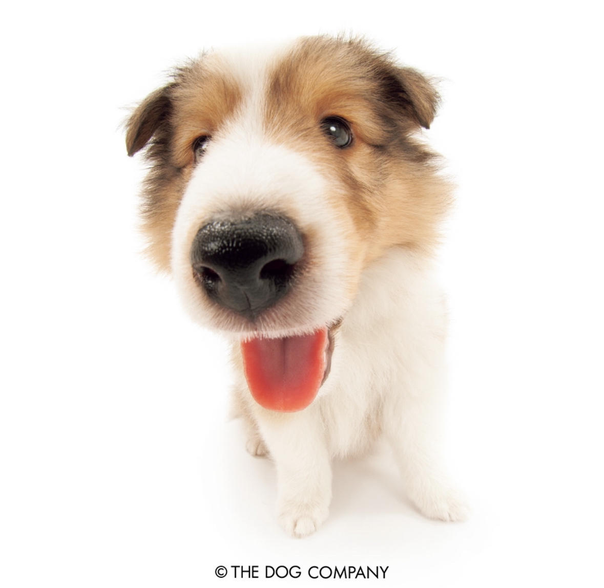 a fisheye photo of collie pup with its mouth open