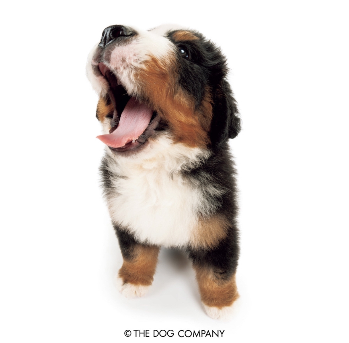 a fisheye photo of a bernese mountain dog pup yawning