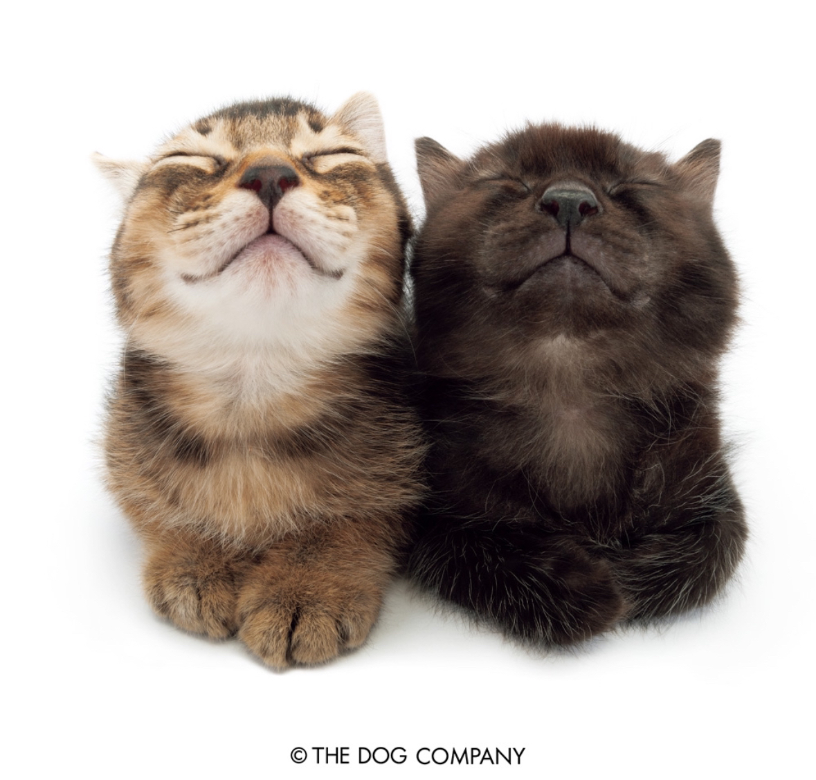 a fisheye photo of a grey tabby kitten and a black kitten sitting next to each other smiling