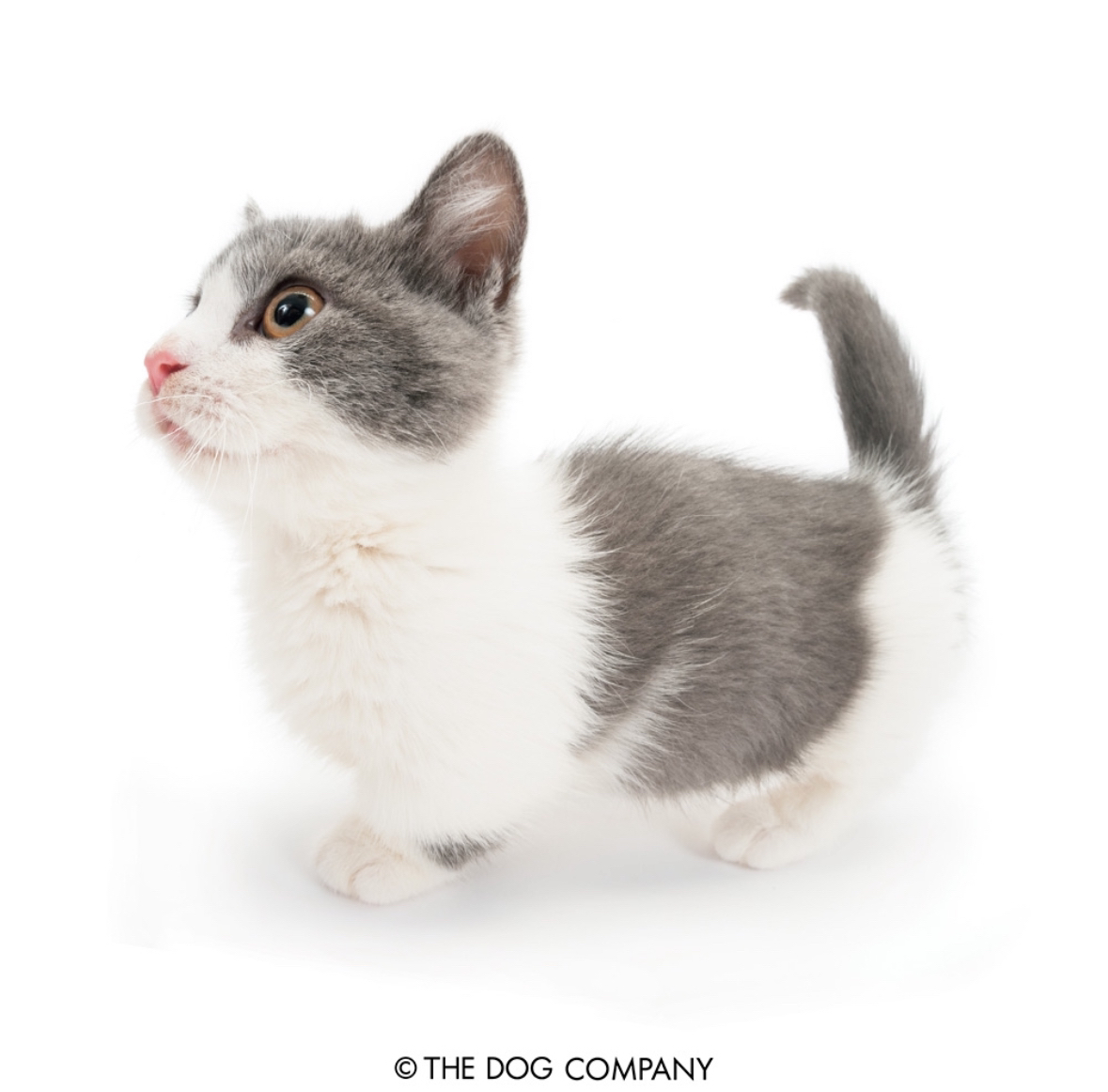 a fisheye photo of a munchkin cat