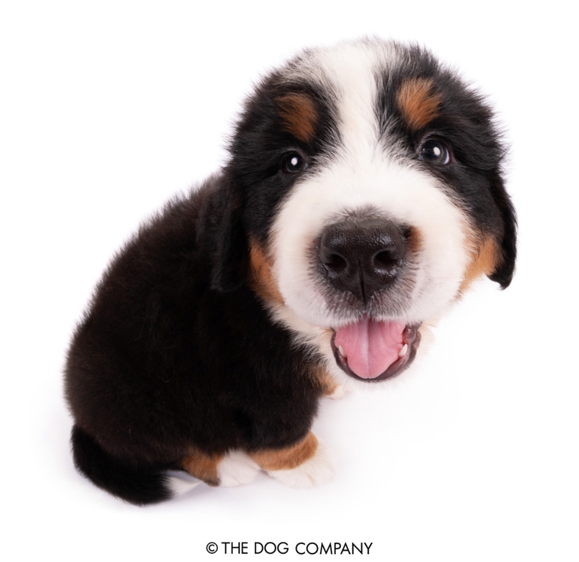 a fisheye photo of a bernese mountain dog with its mouth open