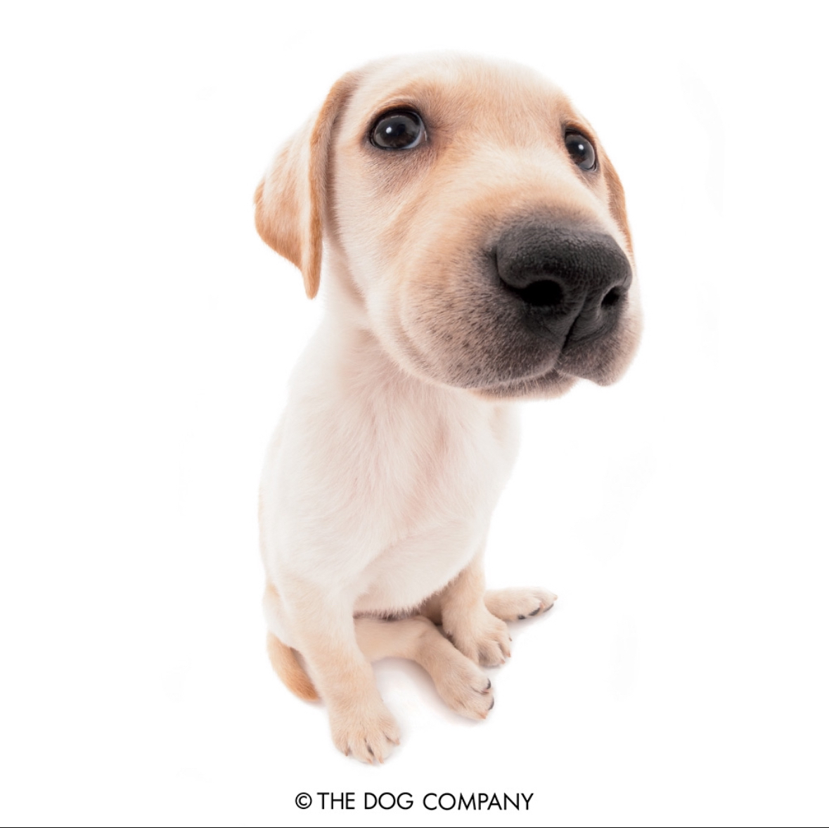 a fisheye photo of a labrador pup sitting