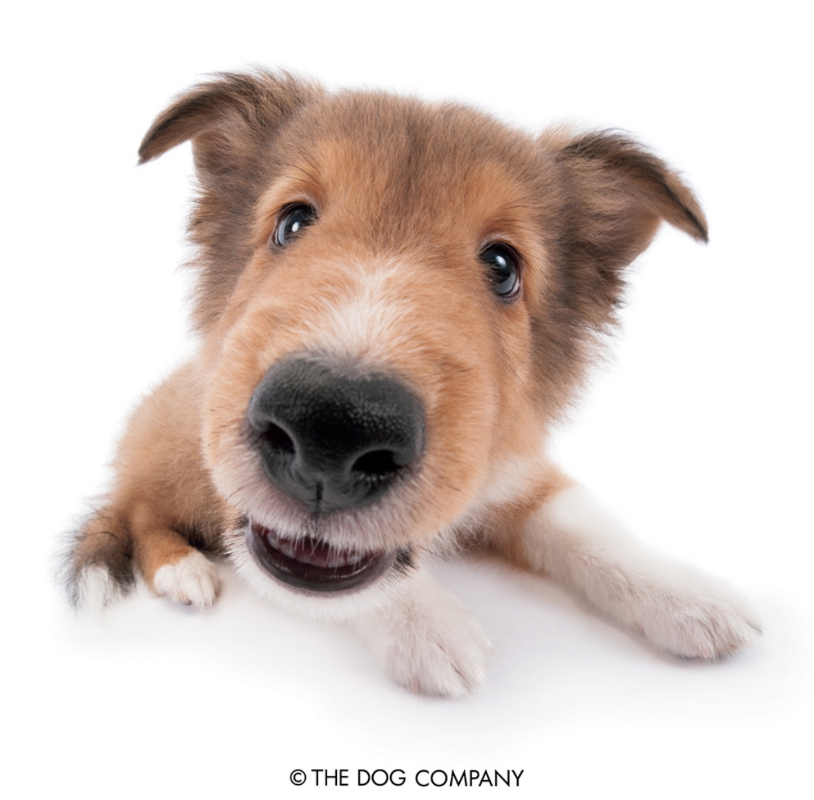 a fisheye photo of a collie pup sniffing the screen