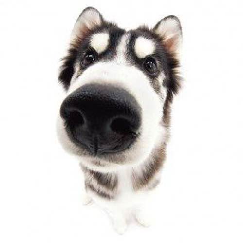 a fisheye photo of a huskey pup sniffing the screen