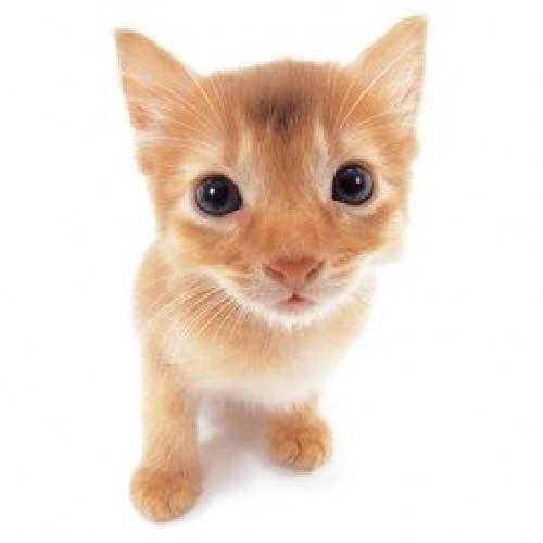 a fisheye photo of a somali cat sitting