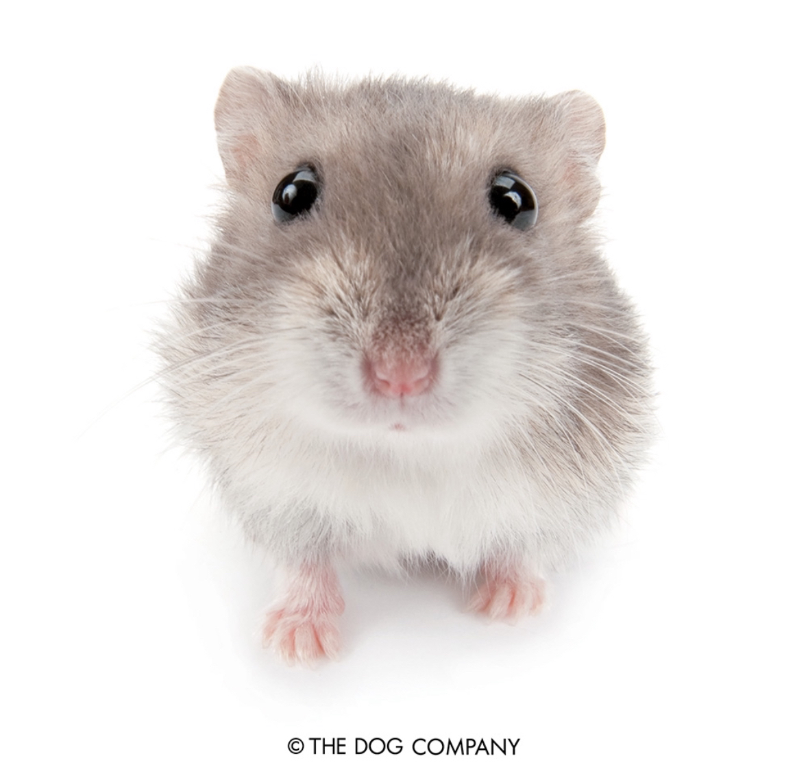 a fisheye photo of a grey hampster