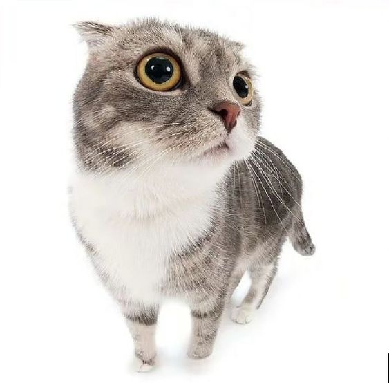 A picture of a grey and white cat up close to a camera with a fish eye lense