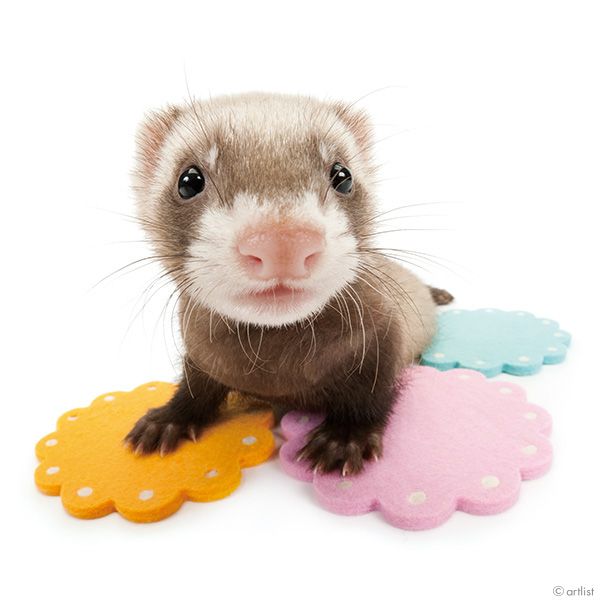 A picture of a brown and cream ferret laying on three pastel felt pieces and staring at a camera with a fish eye lense