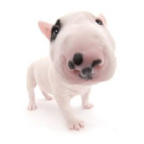 A picture of a white and black spotted bull terrier pup staring close up at a camera with a fish eye lense