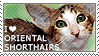 an Image of an oriental shorthair with the text I love Oriental Shorthairs on a green background