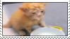 an orange kitten who's face is covered in milk