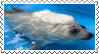 A picture of a baikal seal pup with foam on it's back
