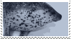 a gif of a spotted seal nodding