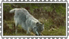 a gif of a wolf jumping around