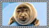a seal pup