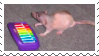 a hairless rat with a xylophone