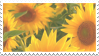 A photo of warm tones sunflowers