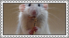 A gif of rats with musical insturments