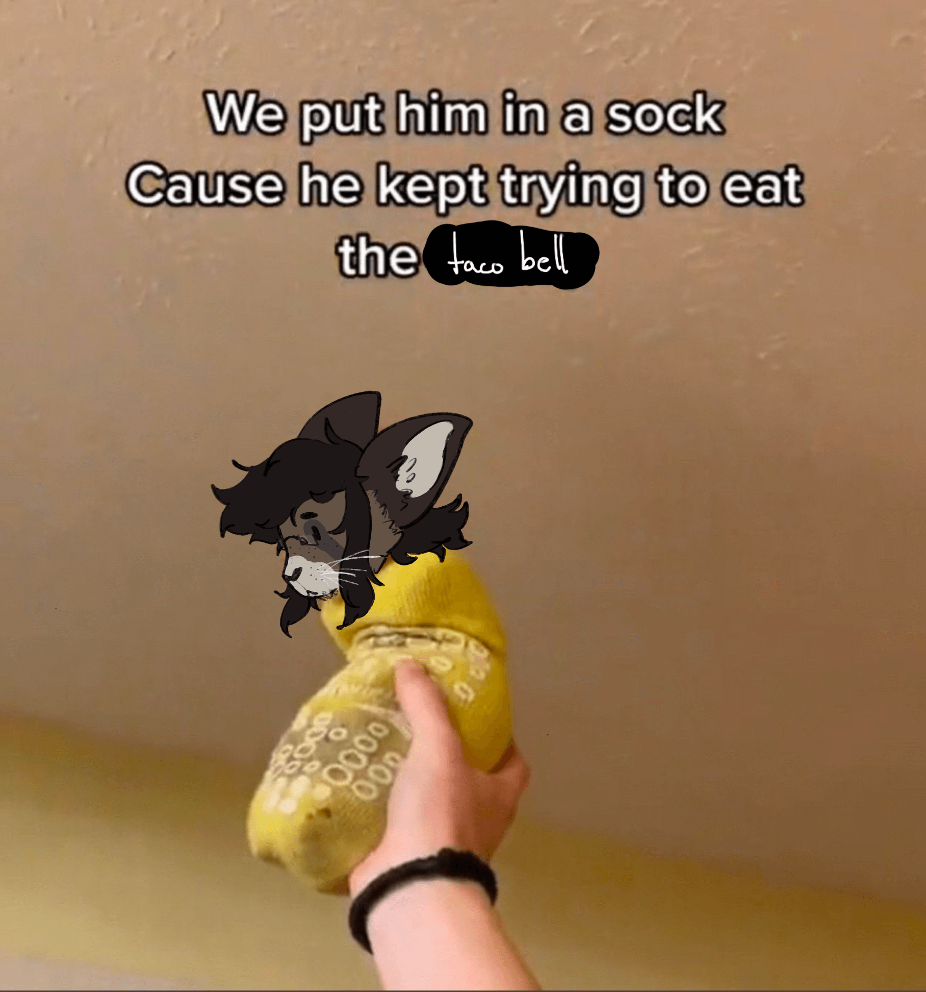A drawing of a brown and cream colored cat with long black hair in a yellow sock being held uo with the text: we put him in a sock because he kept trying to eat all the taco bell