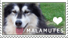 a picture of a malamute with a heart and the text malamute