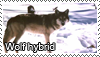 a picture of a wolf hybrid with the text wolf hybrid